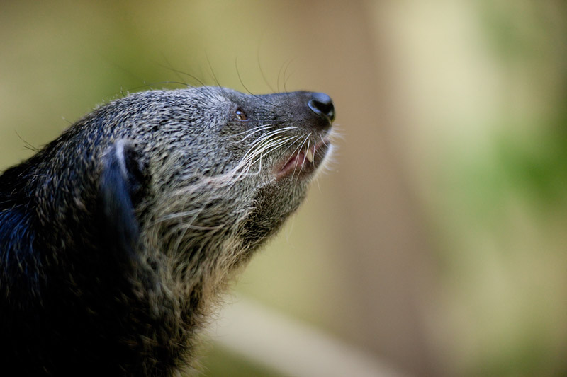 binturong241014-1.jpg