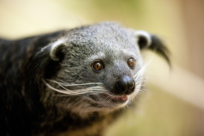 binturong241014-2.jpg