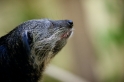 binturong241014-1