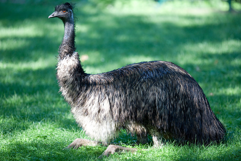 emu210710-1.jpg