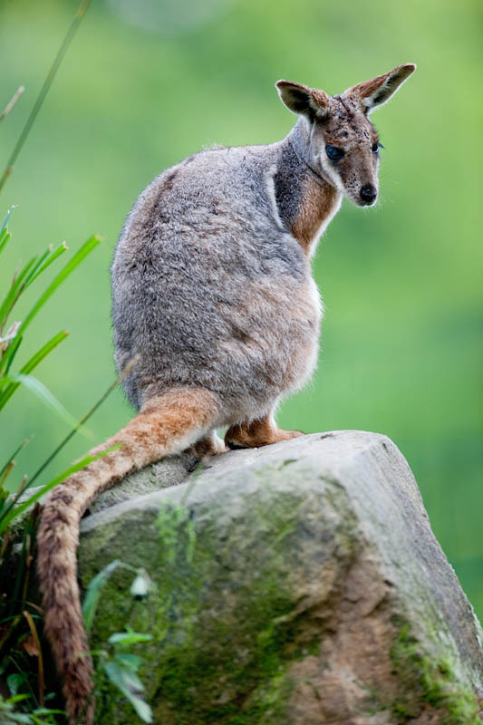 felsenkaenguru020917-2.jpg