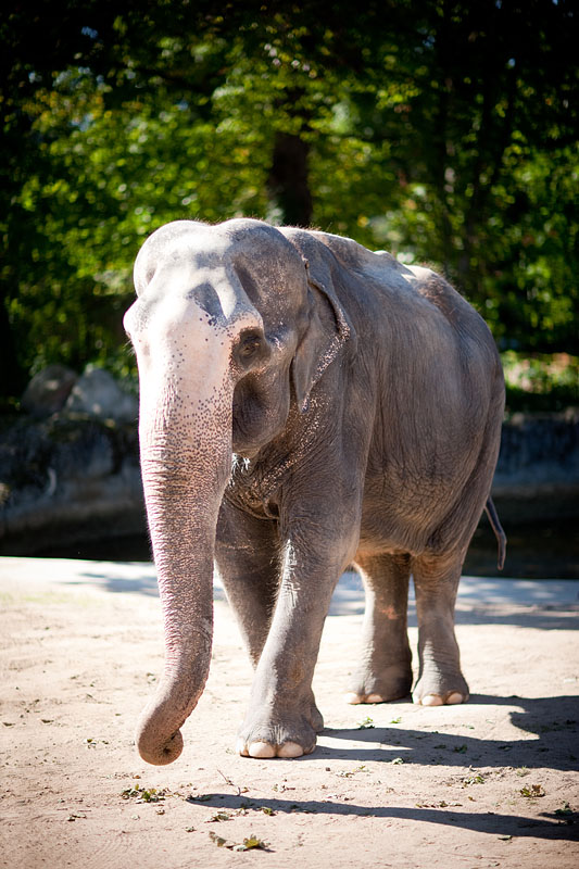 elefant021015-10.jpg