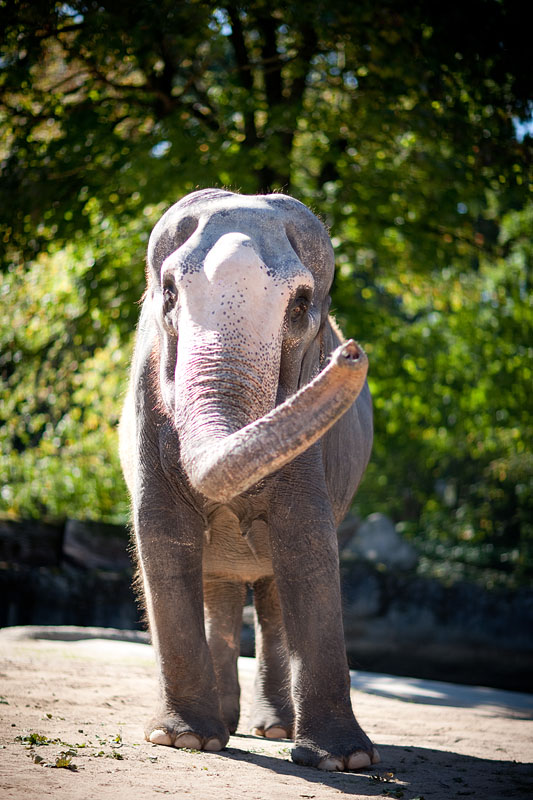 elefant021015-11.jpg