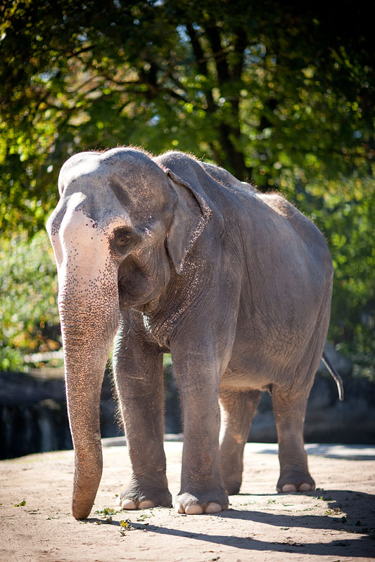 elefant021015-13.jpg