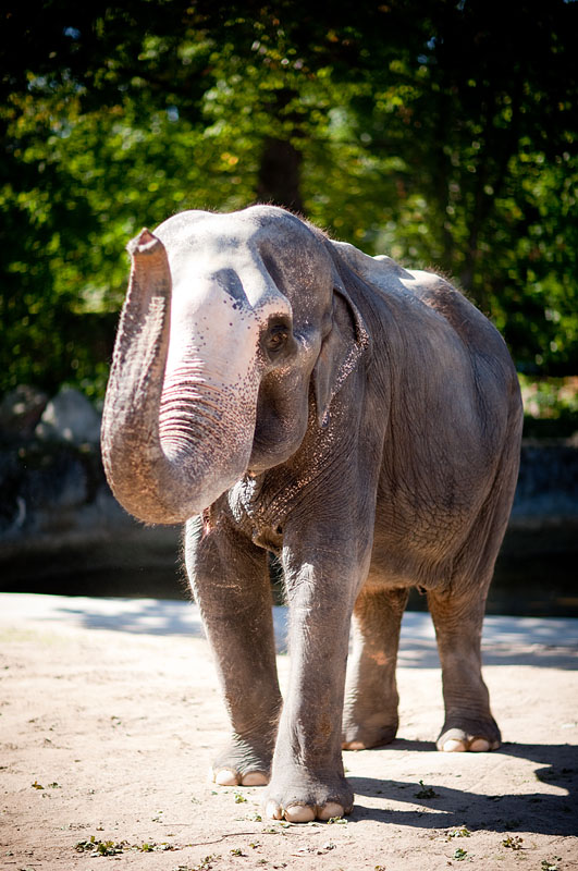 elefant021015-16.jpg