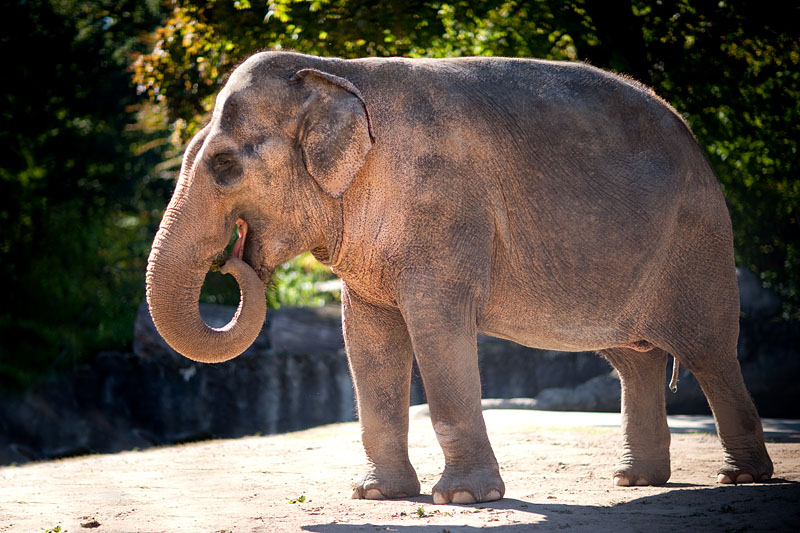 elefant021015-4.jpg