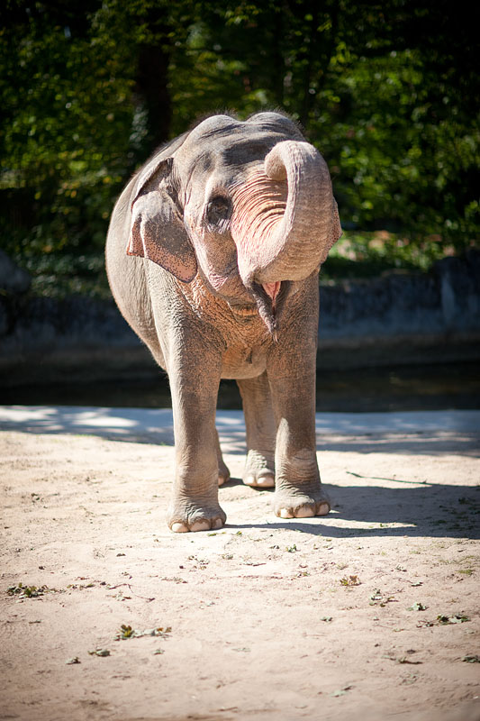 elefant021015-7.jpg
