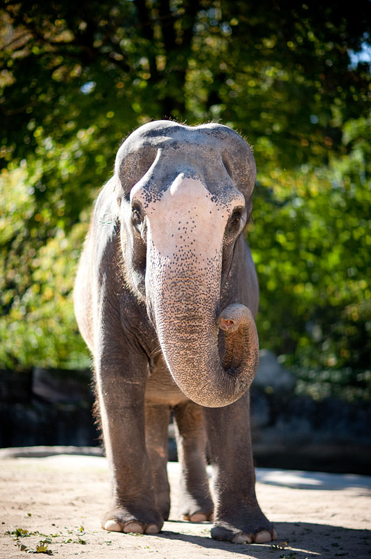 elefant021015-9.jpg