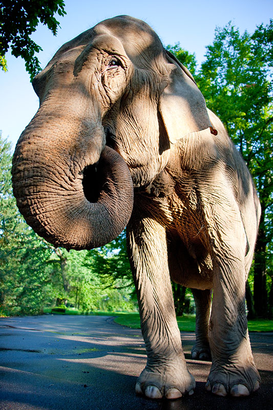 elefant180718-3.jpg
