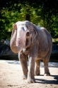 elefant021015-16