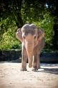 elefant021015-6