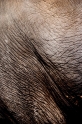 elefant210309-1