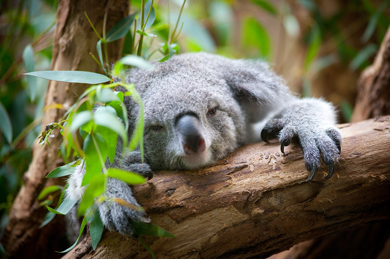 koala170716-3.jpg