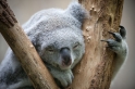 koala170716-2