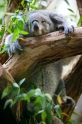 koala170716-4