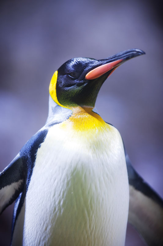 koenigspinguin210922-1.jpg