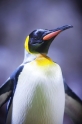 koenigspinguin210922-1