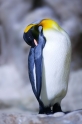 koenigspinguin210922-3