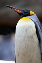 koenigspinguin270618-1
