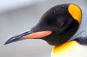 koenigspinguin310109-1