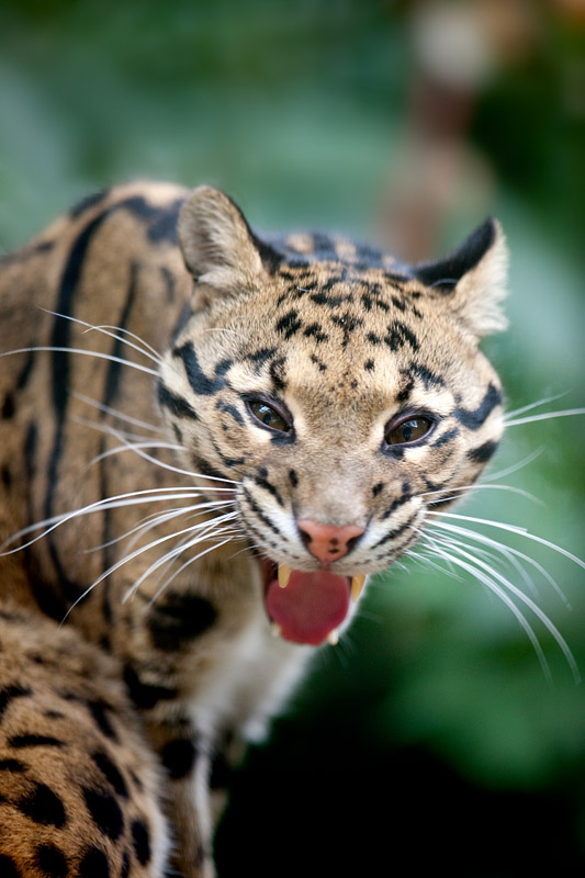 nebelparder170716-22.jpg