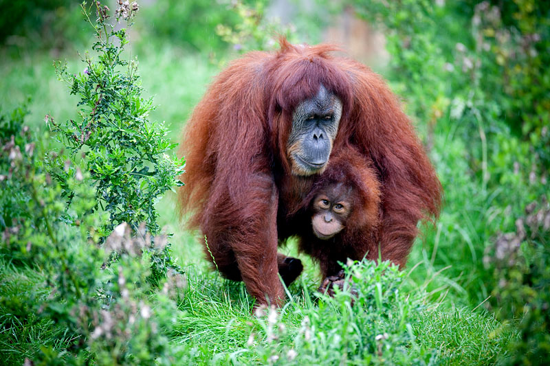 orangutan020917-10.jpg