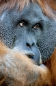 orangutan100109-2