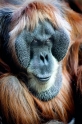 orangutan100109-3