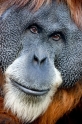 orangutan100109-4