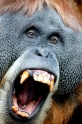 orangutan100109-5
