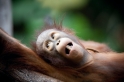 orangutan171215-2