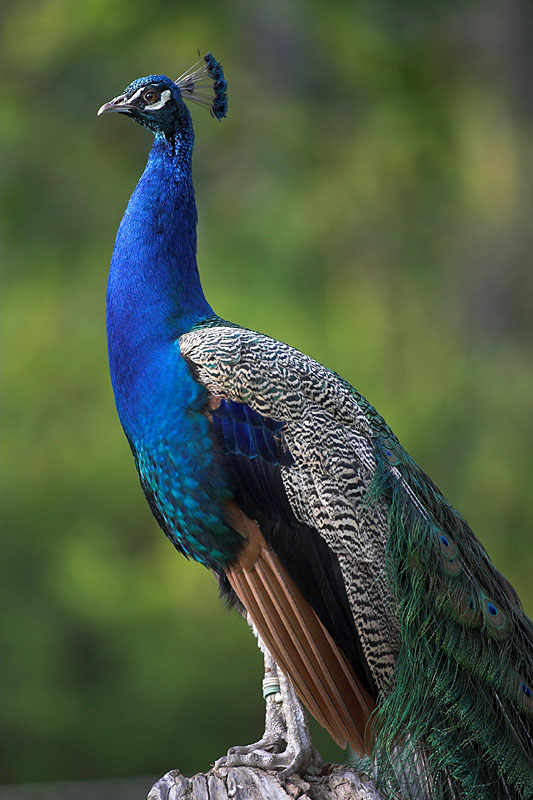 pfau020506-1.jpg
