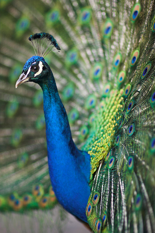 pfau240407-3.jpg