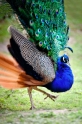 pfau290418-4