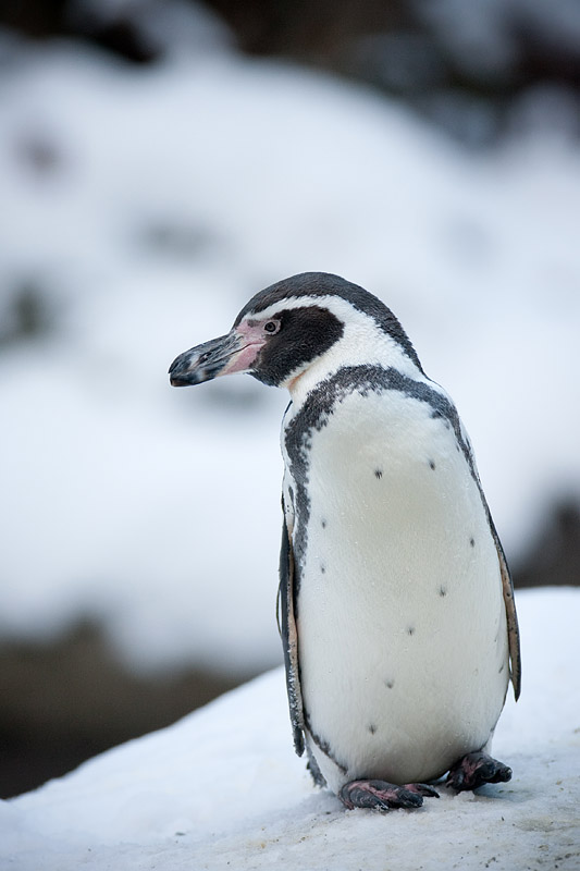 pinguin060109-1.jpg
