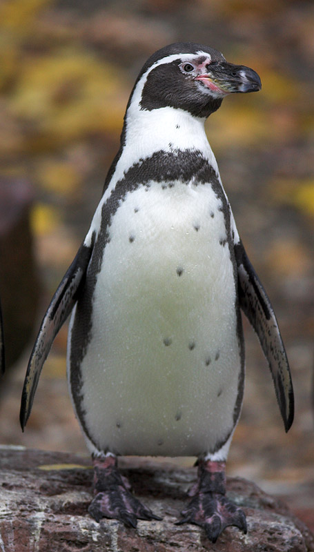 pinguin101107-3.jpg