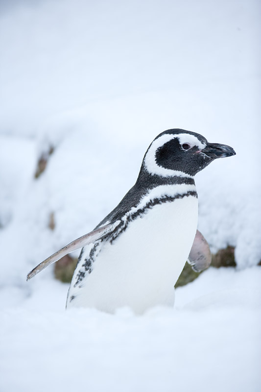 pinguin310110-2.jpg