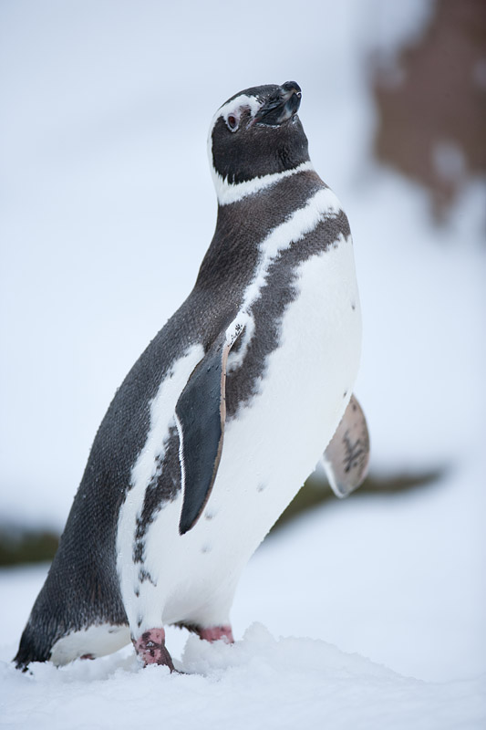 pinguin310110-4.jpg