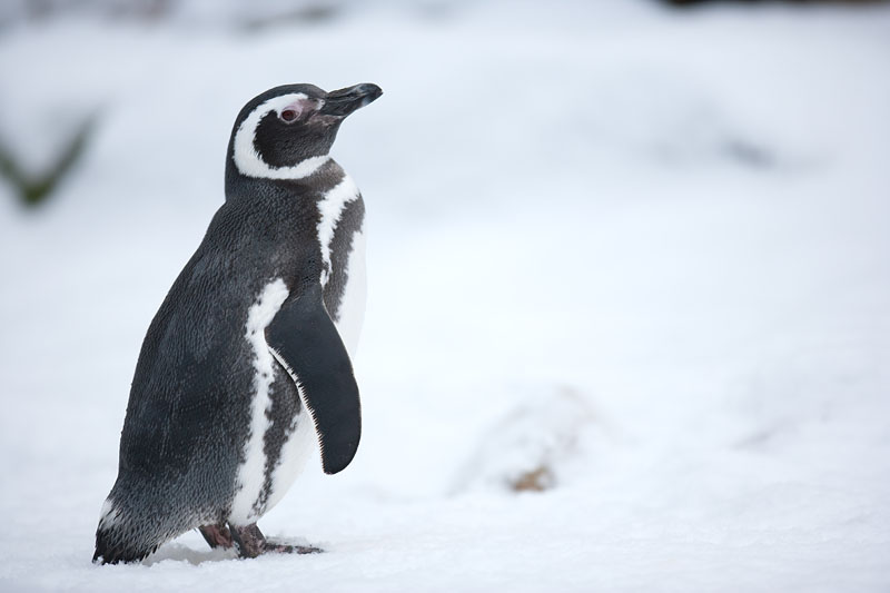 pinguin310110-5.jpg
