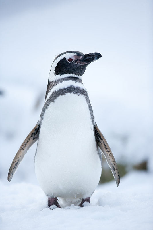 pinguin310110-6.jpg