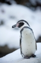 pinguin060109-1