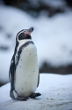 pinguin060109-2