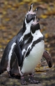 pinguin101107-4