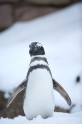 pinguin310110-1