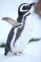 pinguin310110-3