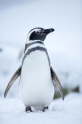 pinguin310110-6