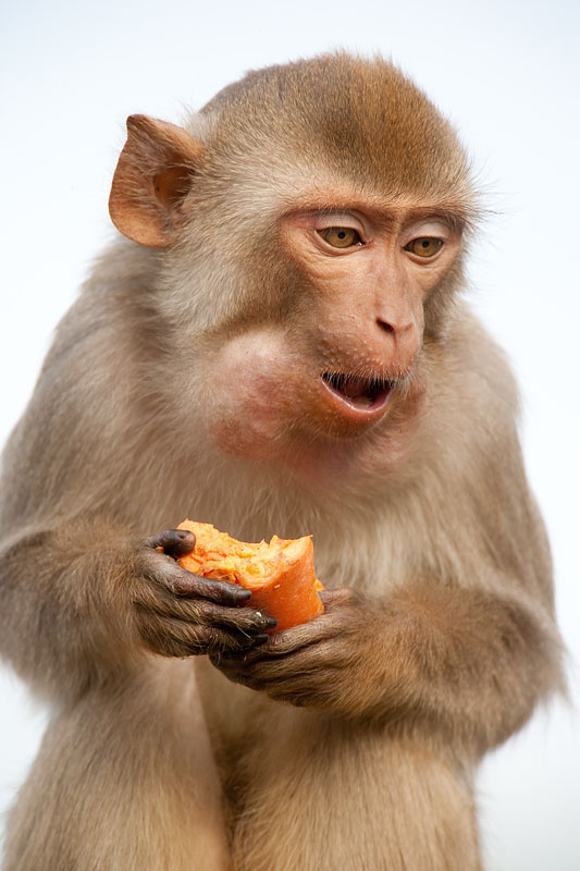 rhesusaffe211111-2.jpg