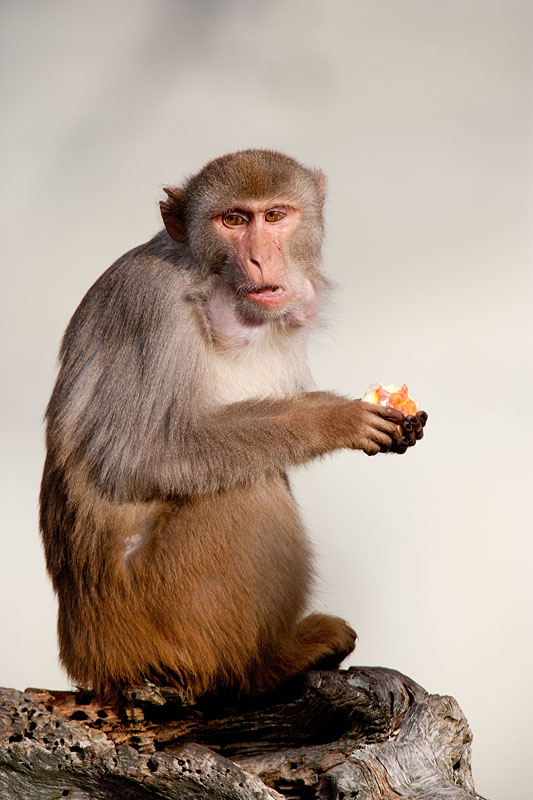 rhesusaffe211111-5.jpg