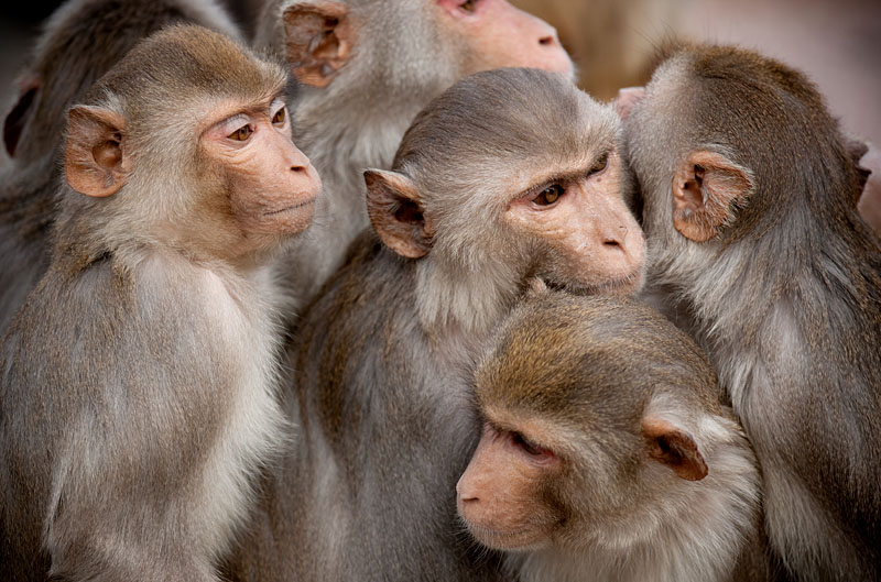 rhesusaffe211111-6.jpg