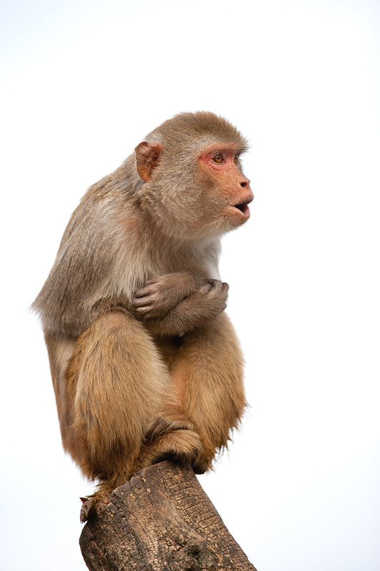 rhesusaffe211111-7.jpg